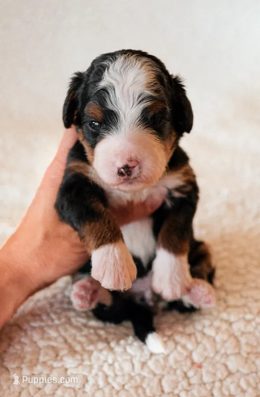 Yuma – Bernedoodle puppy for sale in Gilbert, AZ