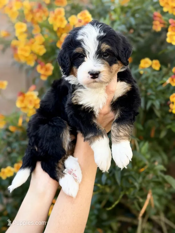 Yuma – Bernedoodle puppy for sale in Gilbert, AZ