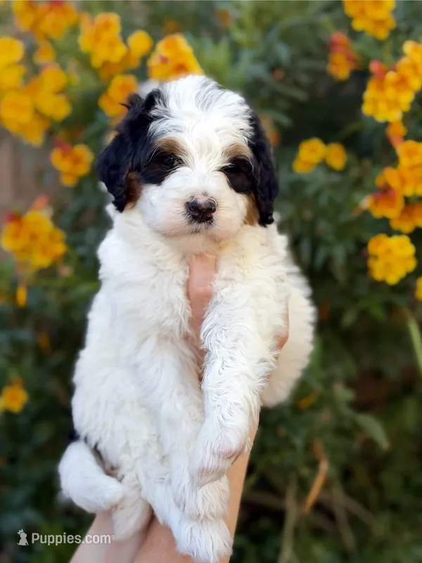 Snowflake – Bernedoodle puppy for sale in Gilbert, AZ