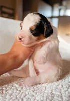 Snowflake, a female Bernedoodle for sale in Gilbert, AZ – Photo 3 of 3