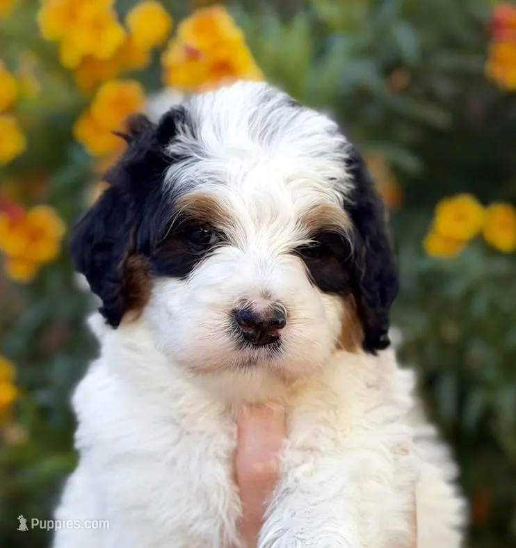 Snowflake – Bernedoodle puppy for sale in Gilbert, AZ