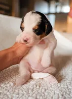 Snowflake, a female Bernedoodle for sale in Gilbert, AZ – Photo 2 of 3