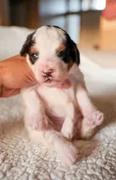 Snowflake, a female Bernedoodle for sale in Gilbert, AZ – Photo 1 of 3