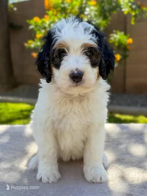 Snowflake – Bernedoodle puppy for sale in Gilbert, AZ