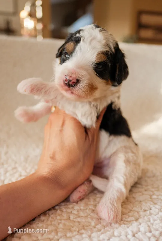 Buckeye – Bernedoodle puppy for sale in Gilbert, AZ