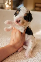 Buckeye, a male Bernedoodle for sale in Gilbert, AZ – Photo 1 of 3