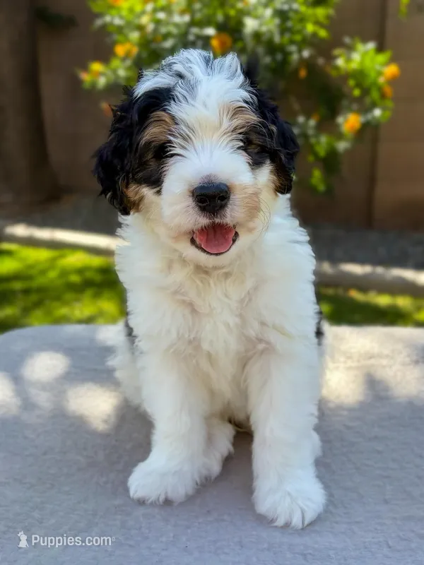 Buckeye – Bernedoodle puppy for sale in Gilbert, AZ