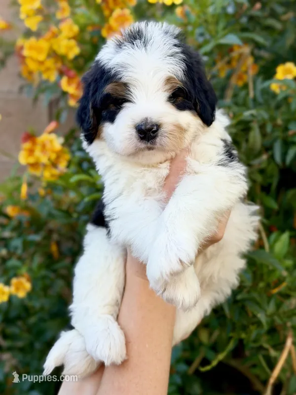Buckeye – Bernedoodle puppy for sale in Gilbert, AZ