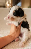 Buckeye, a male Bernedoodle for sale in Gilbert, AZ – Photo 2 of 3