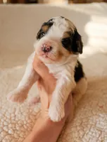 Buckeye, a male Bernedoodle for sale in Gilbert, AZ – Photo 3 of 3
