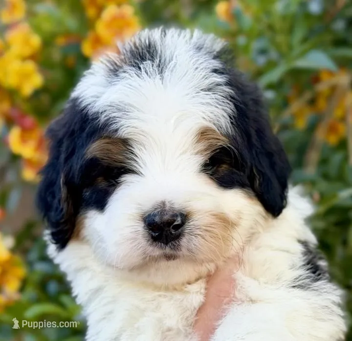 Buckeye – Bernedoodle puppy for sale in Gilbert, AZ