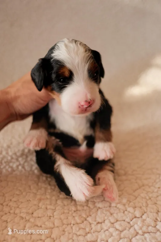 Show Low – Bernedoodle puppy for sale in Gilbert, AZ