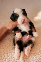 Show Low, a male Bernedoodle for sale in Gilbert, AZ – Photo 2 of 3