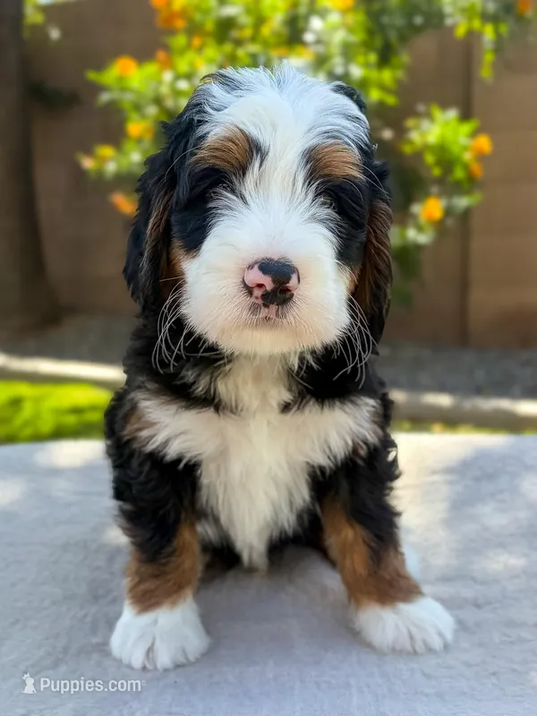 Show Low – Bernedoodle puppy for sale in Gilbert, AZ