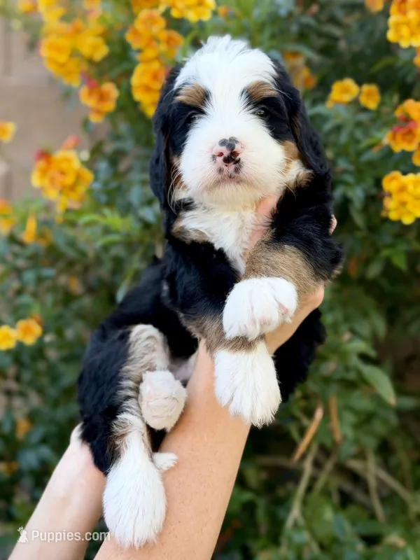 Show Low – Bernedoodle puppy for sale in Gilbert, AZ