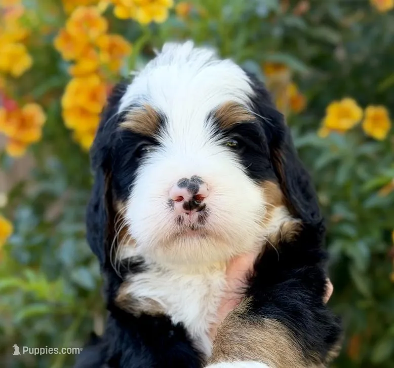 Show Low – Bernedoodle puppy for sale in Gilbert, AZ