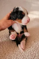 Show Low, a male Bernedoodle for sale in Gilbert, AZ – Photo 3 of 3