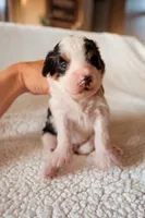 Page, a female Bernedoodle for sale in Gilbert, AZ – Photo 1 of 2