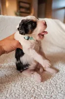 Page, a female Bernedoodle for sale in Gilbert, AZ – Photo 2 of 2