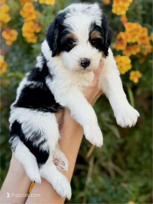 Page – Bernedoodle puppy for sale in Gilbert, AZ