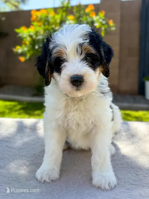 Page – Bernedoodle puppy for sale in Gilbert, AZ