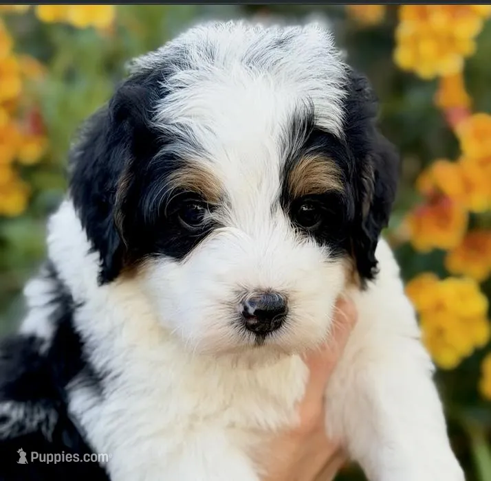 Page – Bernedoodle puppy for sale in Gilbert, AZ