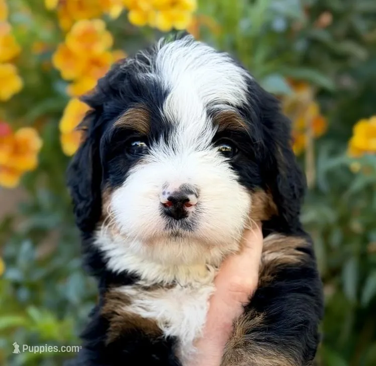 Prescott – Bernedoodle puppy for sale in Gilbert, AZ
