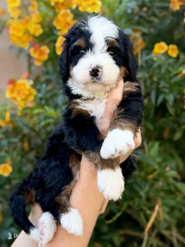Prescott – Bernedoodle puppy for sale in Gilbert, AZ
