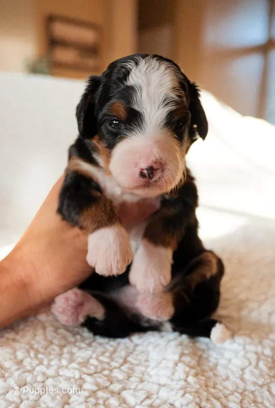 Prescott – Bernedoodle puppy for sale in Gilbert, AZ