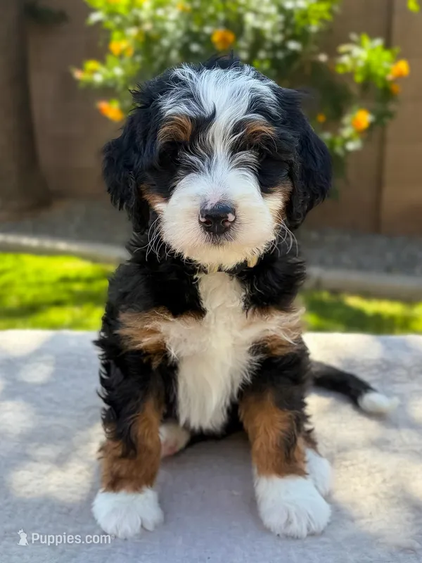 Prescott – Bernedoodle puppy for sale in Gilbert, AZ