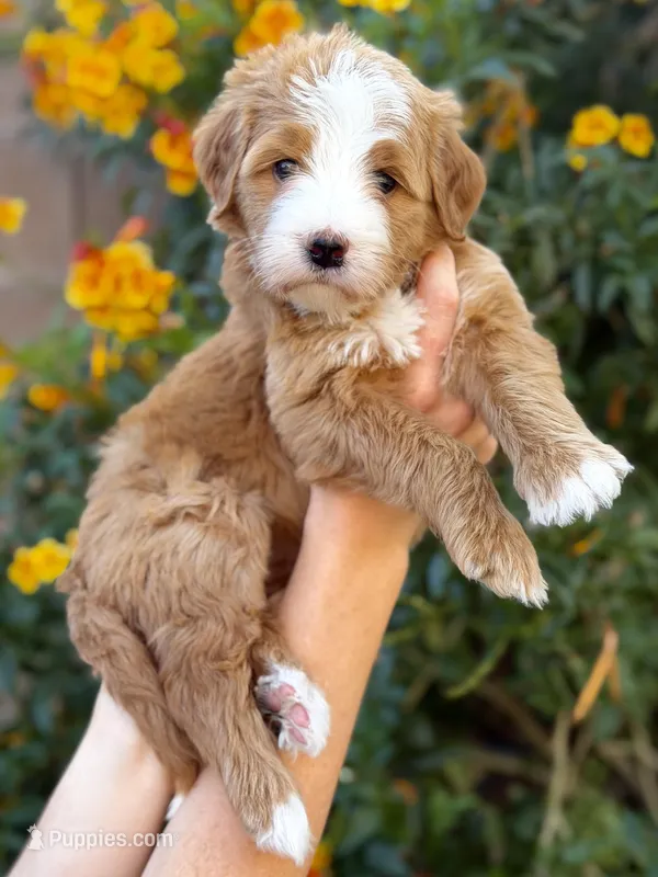 Sedona – Bernedoodle puppy for sale in Gilbert, AZ