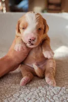 Sedona, a female Bernedoodle for sale in Gilbert, AZ – Photo 3 of 3