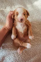 Sedona, a female Bernedoodle for sale in Gilbert, AZ – Photo 2 of 3