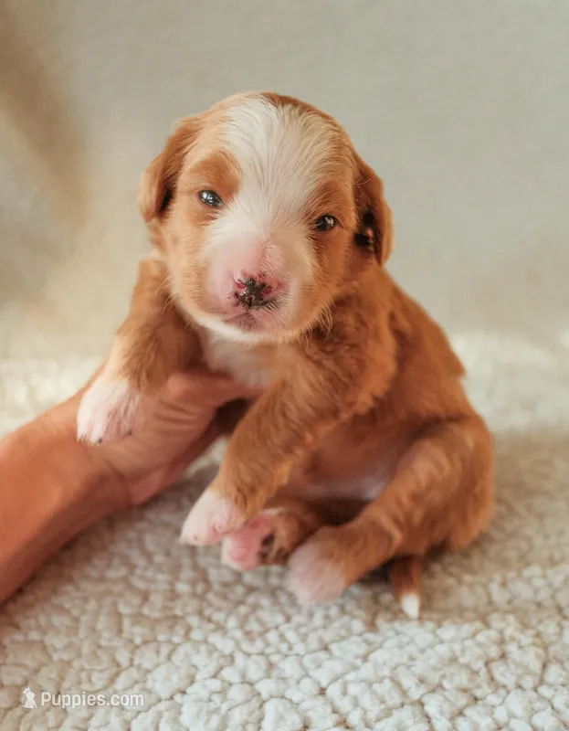 Sedona – Bernedoodle puppy for sale in Gilbert, AZ