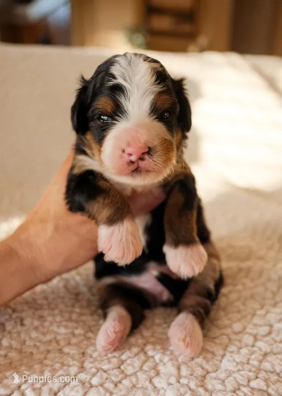 Payson – Bernedoodle puppy for sale in Gilbert, AZ