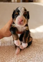 Payson, a female Bernedoodle for sale in Gilbert, AZ – Photo 2 of 3
