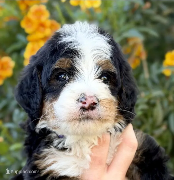 Payson – Bernedoodle puppy for sale in Gilbert, AZ