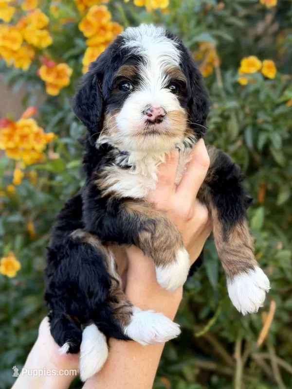 Payson – Bernedoodle puppy for sale in Gilbert, AZ