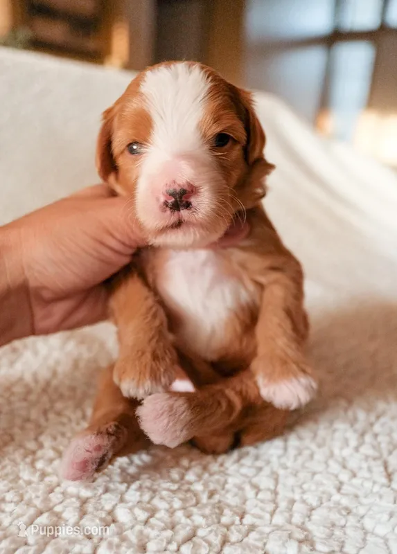 Strawberry – Bernedoodle puppy for sale in Gilbert, AZ