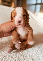 Strawberry, a female Bernedoodle for sale in Gilbert, AZ – Photo 1 of 3