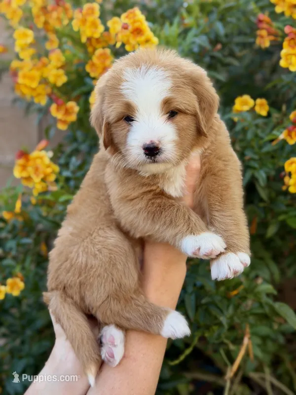 Strawberry – Bernedoodle puppy for sale in Gilbert, AZ