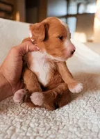 Strawberry, a female Bernedoodle for sale in Gilbert, AZ – Photo 2 of 3