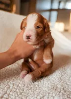 Strawberry, a female Bernedoodle for sale in Gilbert, AZ – Photo 3 of 3