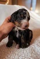 Winslow, a male Bernedoodle for sale in Gilbert, AZ – Photo 3 of 3