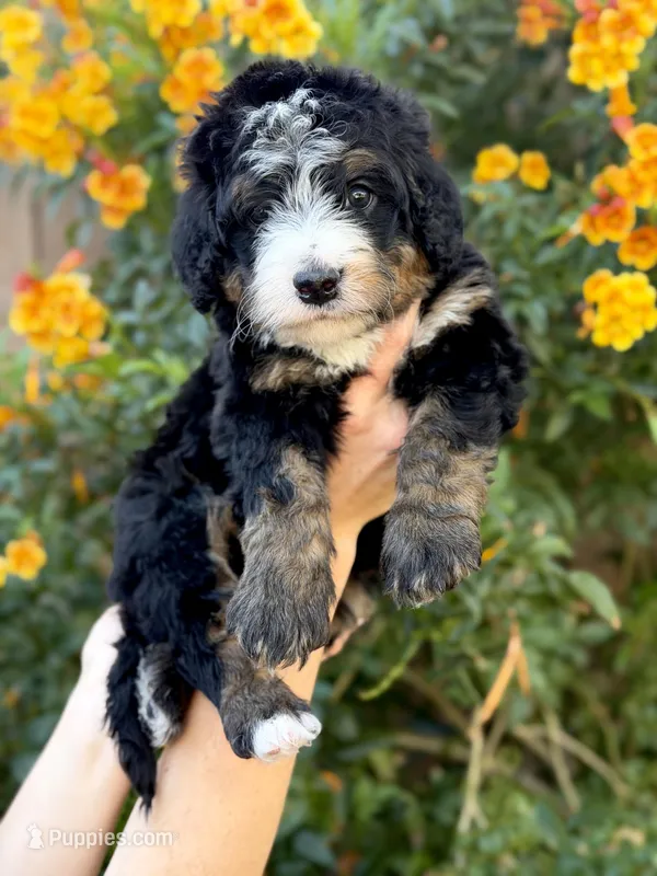 Winslow – Bernedoodle puppy for sale in Gilbert, AZ