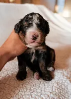 Winslow, a male Bernedoodle for sale in Gilbert, AZ – Photo 2 of 3