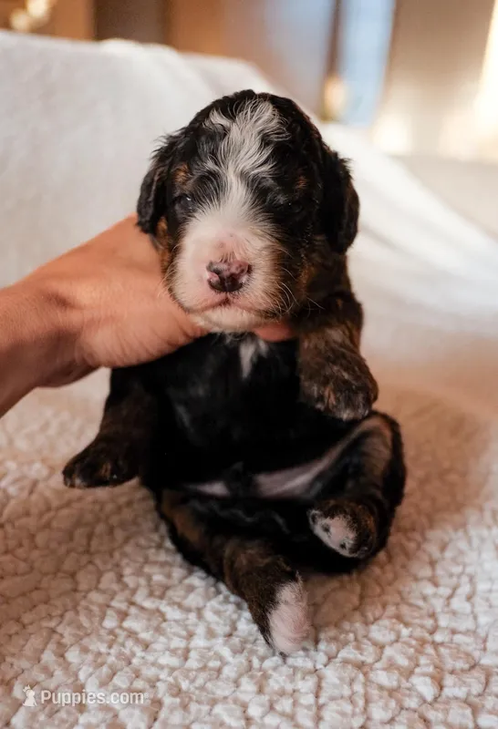 Winslow – Bernedoodle puppy for sale in Gilbert, AZ