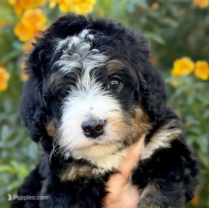 Winslow – Bernedoodle puppy for sale in Gilbert, AZ