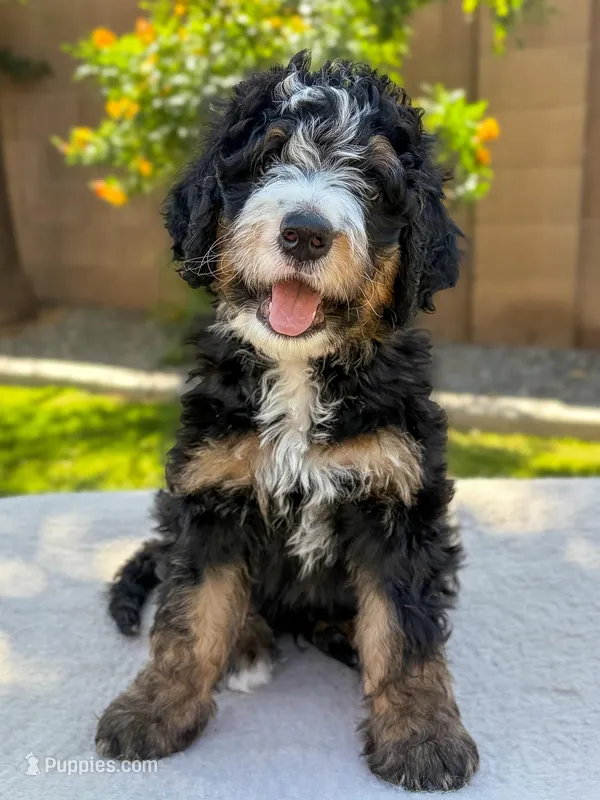 Winslow – Bernedoodle puppy for sale in Gilbert, AZ