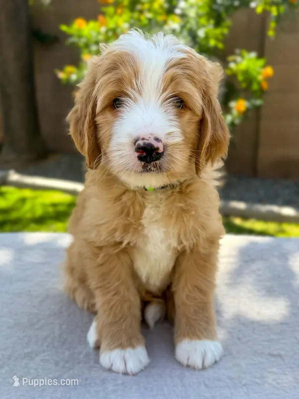 Bisbee – Bernedoodle puppy for sale in Gilbert, AZ